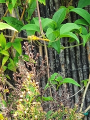 Sympetrum striolatum