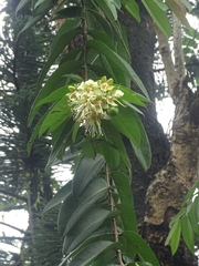Duabanga grandiflora