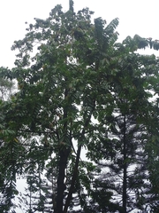 Duabanga grandiflora