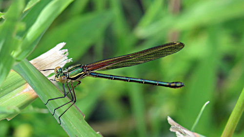 American Rubyspot (Hetaerina americana)