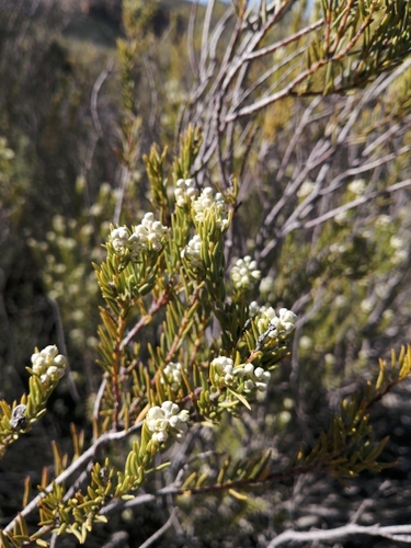 Image of Rigid Hardleaf (Phylica rigidifolia) by (c) Danie Palm, some rights reserved (CC BY)