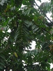 Duabanga grandiflora