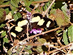 Acraea cabira