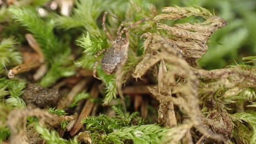 Odiellus granulatus