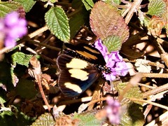 Acraea cabira