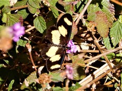 Acraea cabira