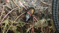 Pterostichus bicolor