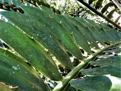 Encephalartos natalensis