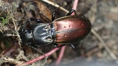Pterostichus bicolor