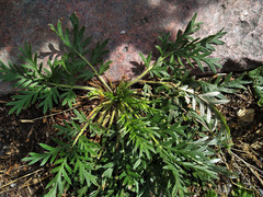 Potentilla tergemina