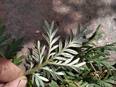 Potentilla tergemina