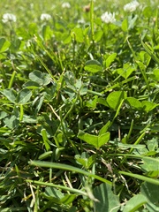 Trifolium repens