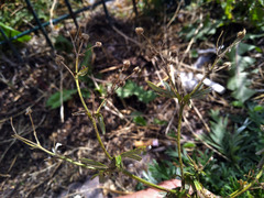 Potentilla tergemina