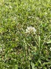 Trifolium repens