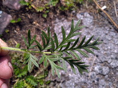 Potentilla tergemina