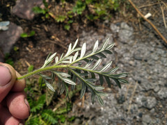 Potentilla tergemina