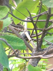 Melanerpes chrysogenys