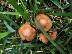 Marasmius oreades