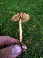 Marasmius oreades