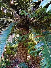 Encephalartos natalensis