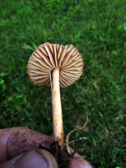 Marasmius oreades