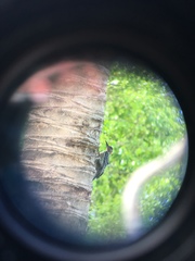 Melanerpes chrysogenys