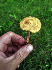 Marasmius oreades