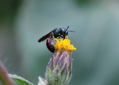 Calloceratina