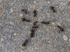 Lasius grandis