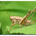 Dark Bush-Cricket - Photo (c) Didier, some rights reserved (CC BY-SA)