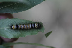 Dysschema leucophaea