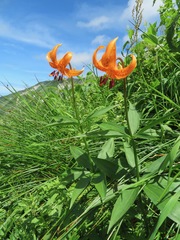 Lilium medeoloides
