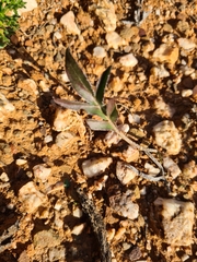 Pelargonium violiflorum