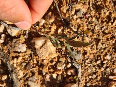 Pelargonium violiflorum