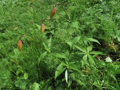 Lilium medeoloides