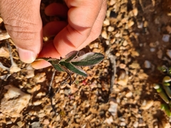 Pelargonium violiflorum