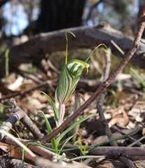 Pterostylis robusta