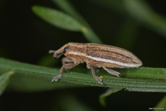Lixoglyptus spartii
