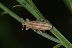 Lixoglyptus spartii