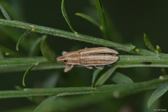 Lixoglyptus spartii