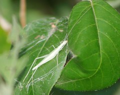 Oecanthus leptogrammus