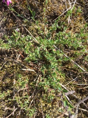 Genista pilosa