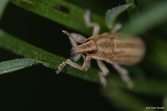 Lixoglyptus spartii