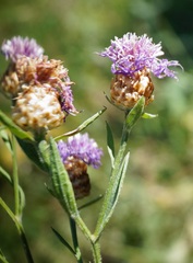 Centaurea jacea substituta