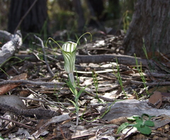 Pterostylis robusta