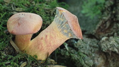 Copper Spike (Chroogomphus rutilus)