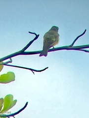 Tyrannus melancholicus