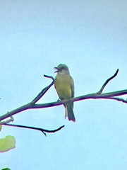 Tyrannus melancholicus