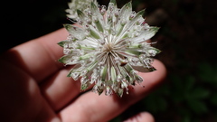 Astrantia