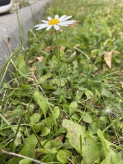 Tripleurospermum inodorum